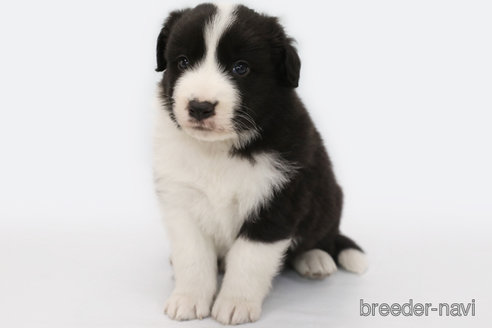 成約済の神奈川県のボーダーコリー-310800の3枚目